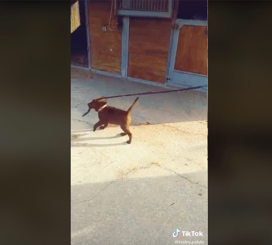 ラブラドールレトリーバー,動画