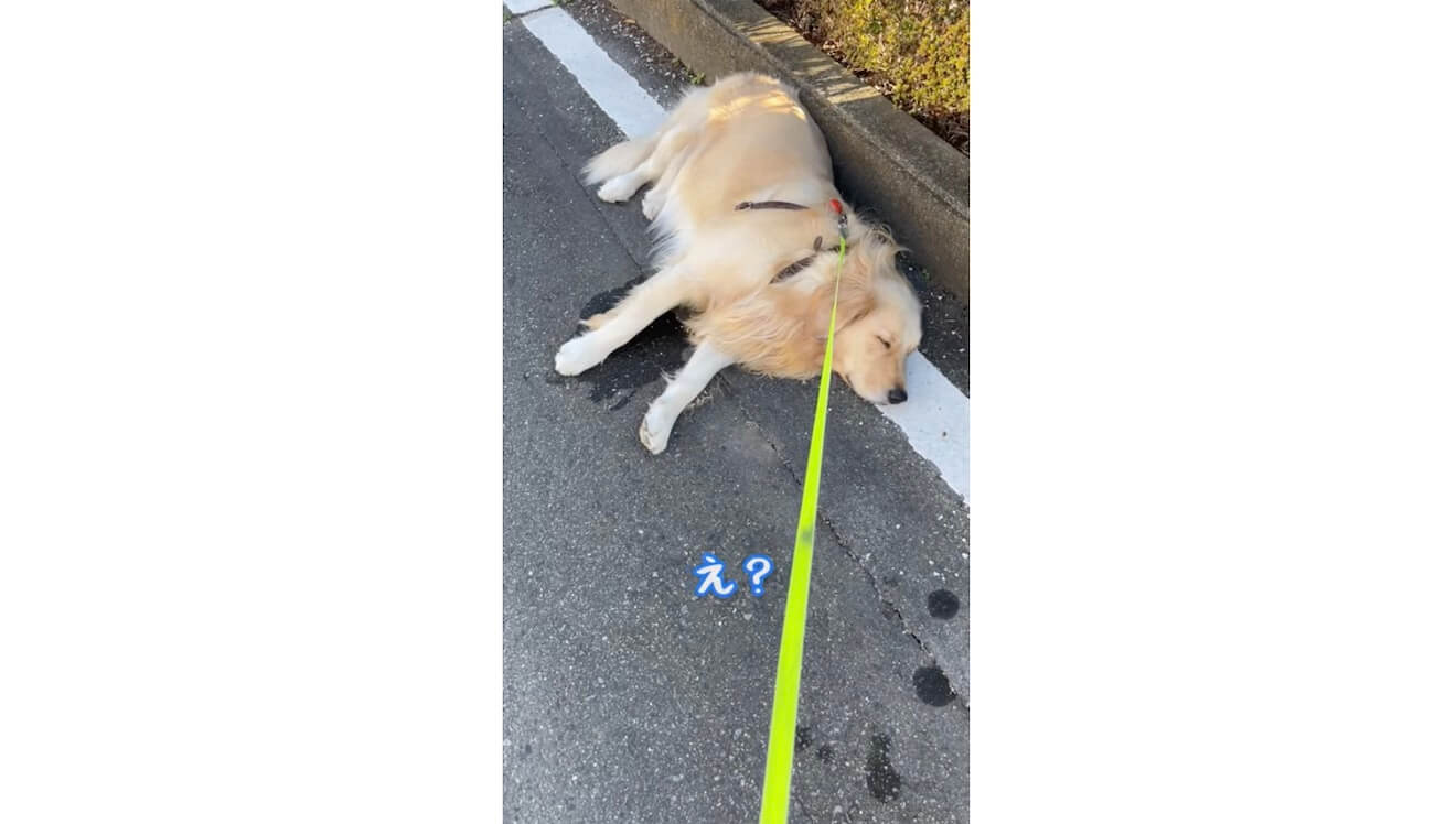 ゴールデンレトリーバー,動画