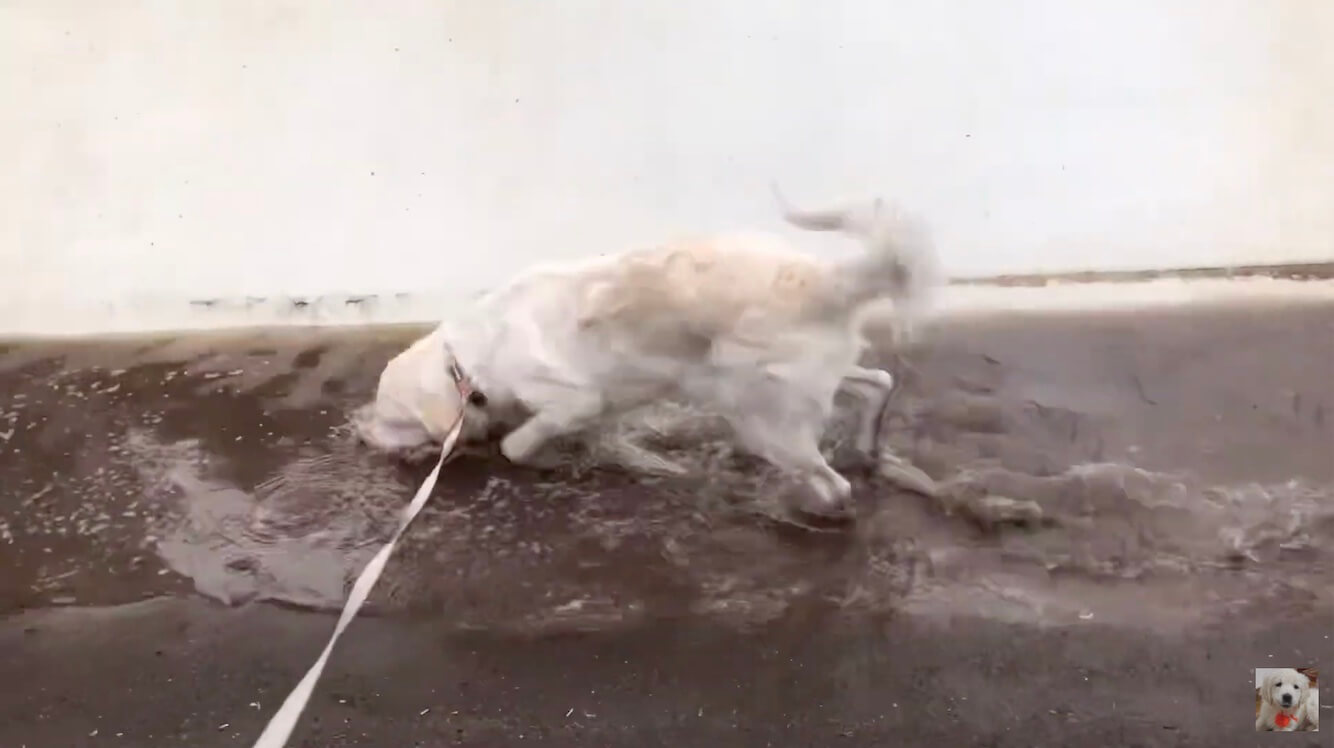 ゴールデンレトリーバー,動画