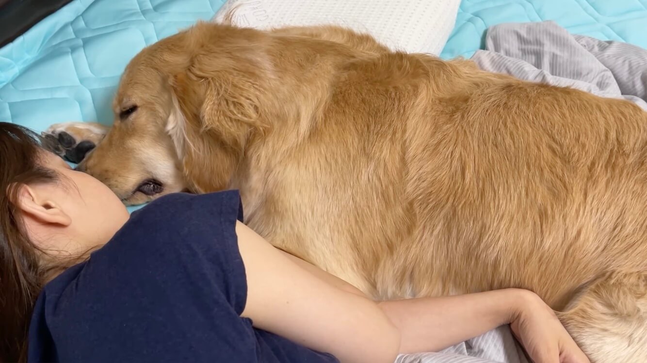 ゴールデンレトリーバー,動画