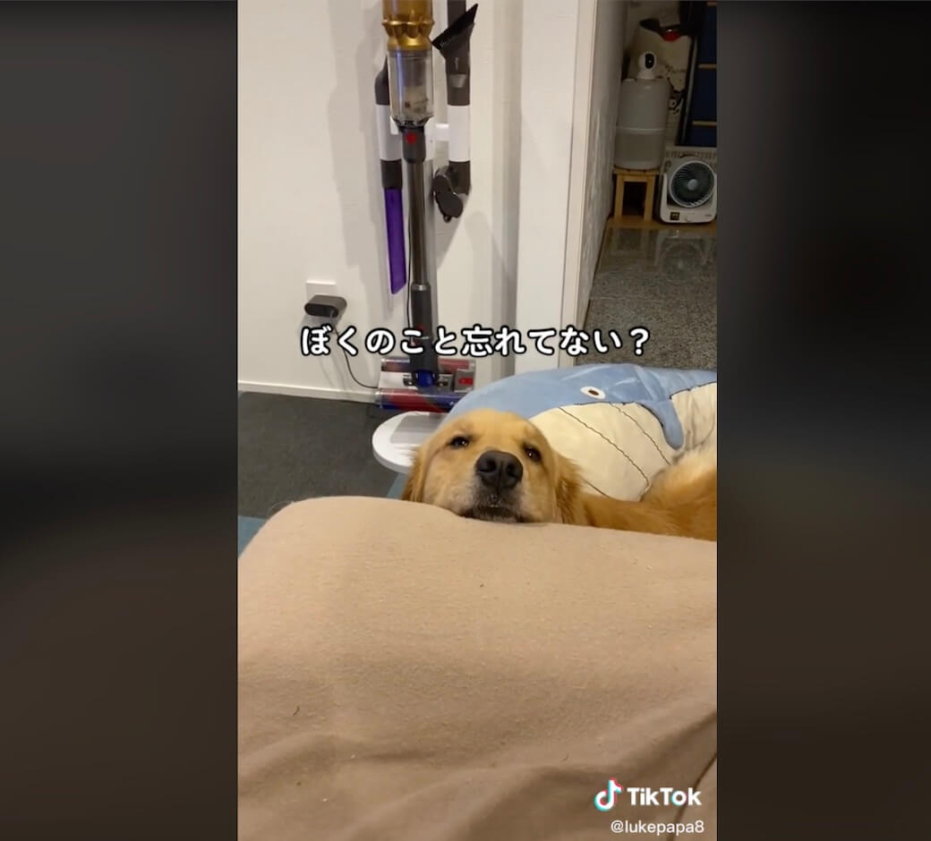 ゴールデンレトリーバー,動画