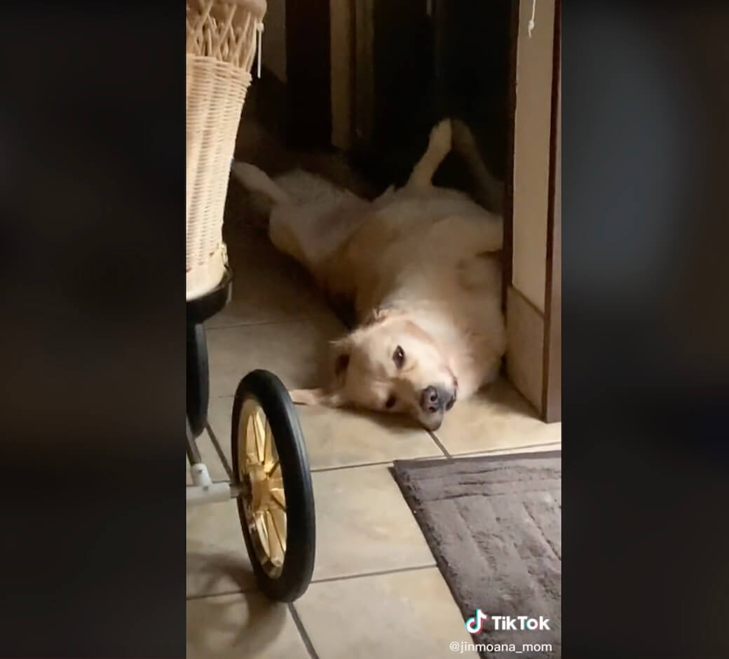 ゴールデンレトリーバー,動画