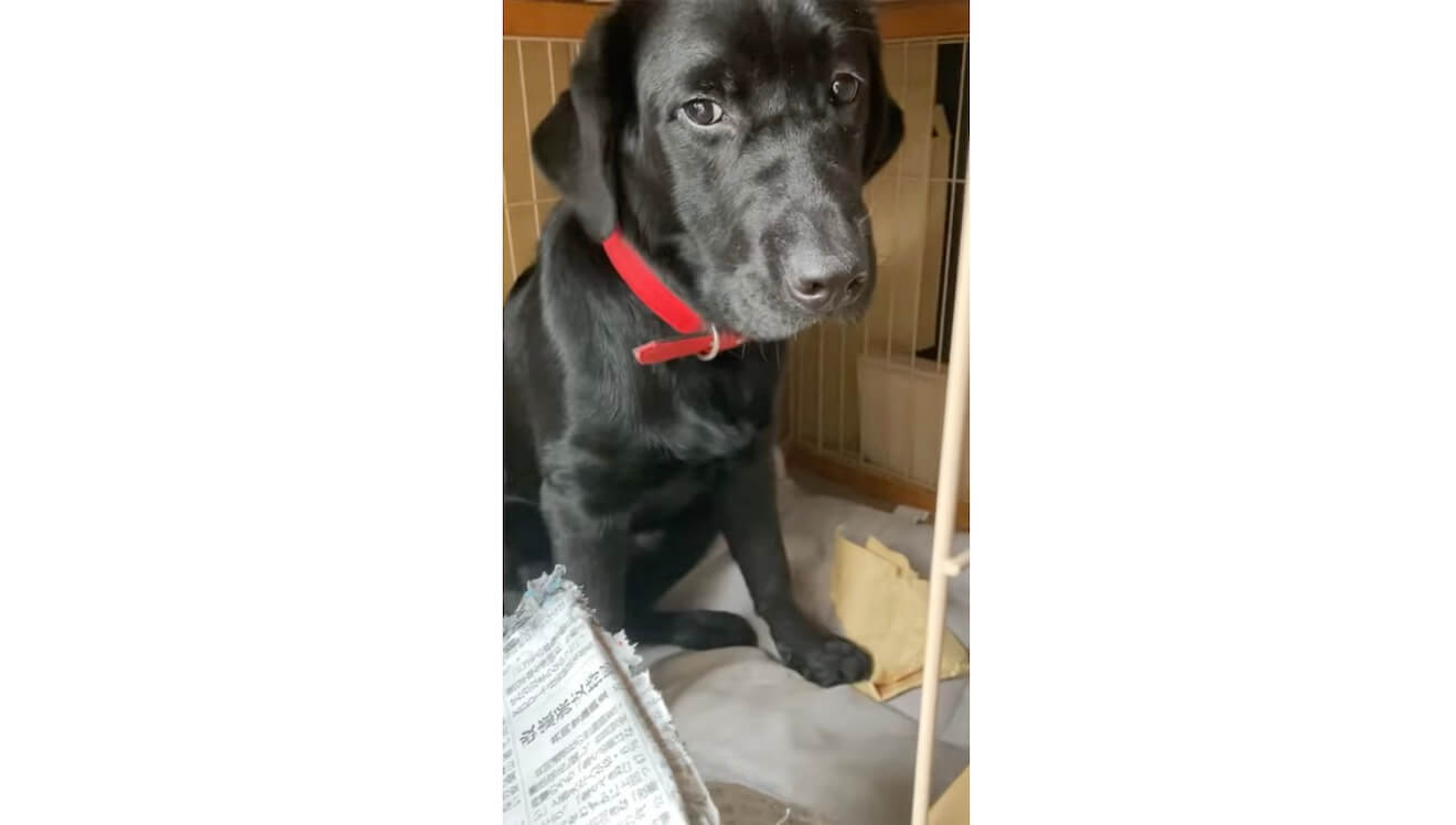 ラブラドールレトリーバー,動画