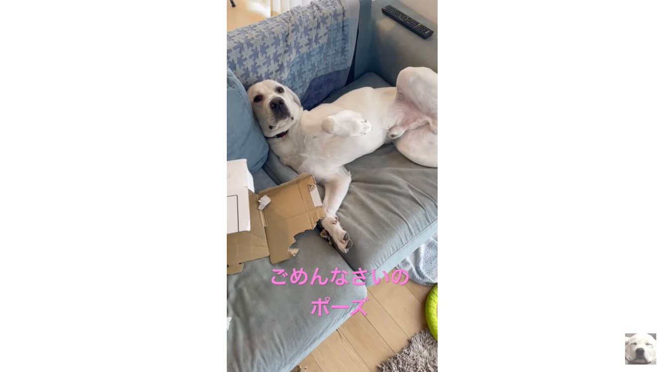 ラブラドールレトリーバー,動画