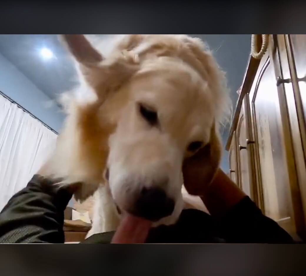 ゴールデンレトリーバー,動画