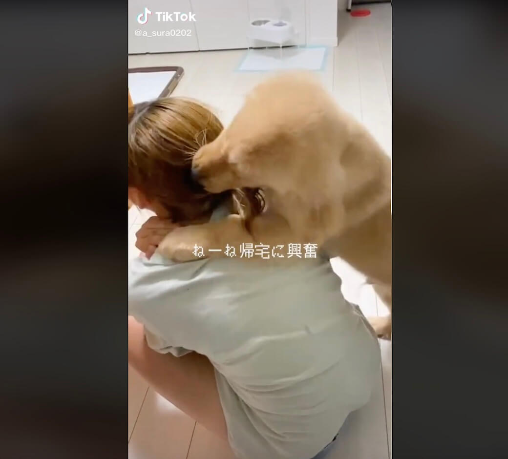 ゴールデンレトリーバー,動画