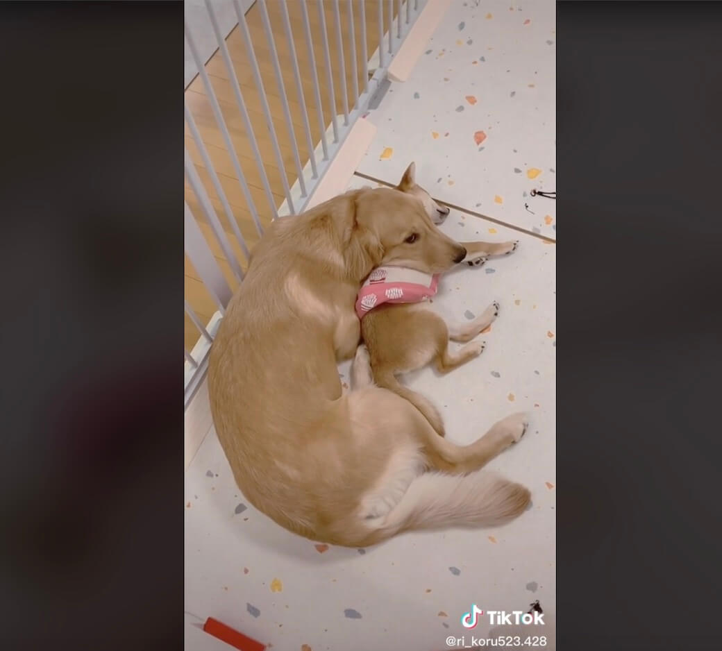 ゴールデンレトリーバー,動画