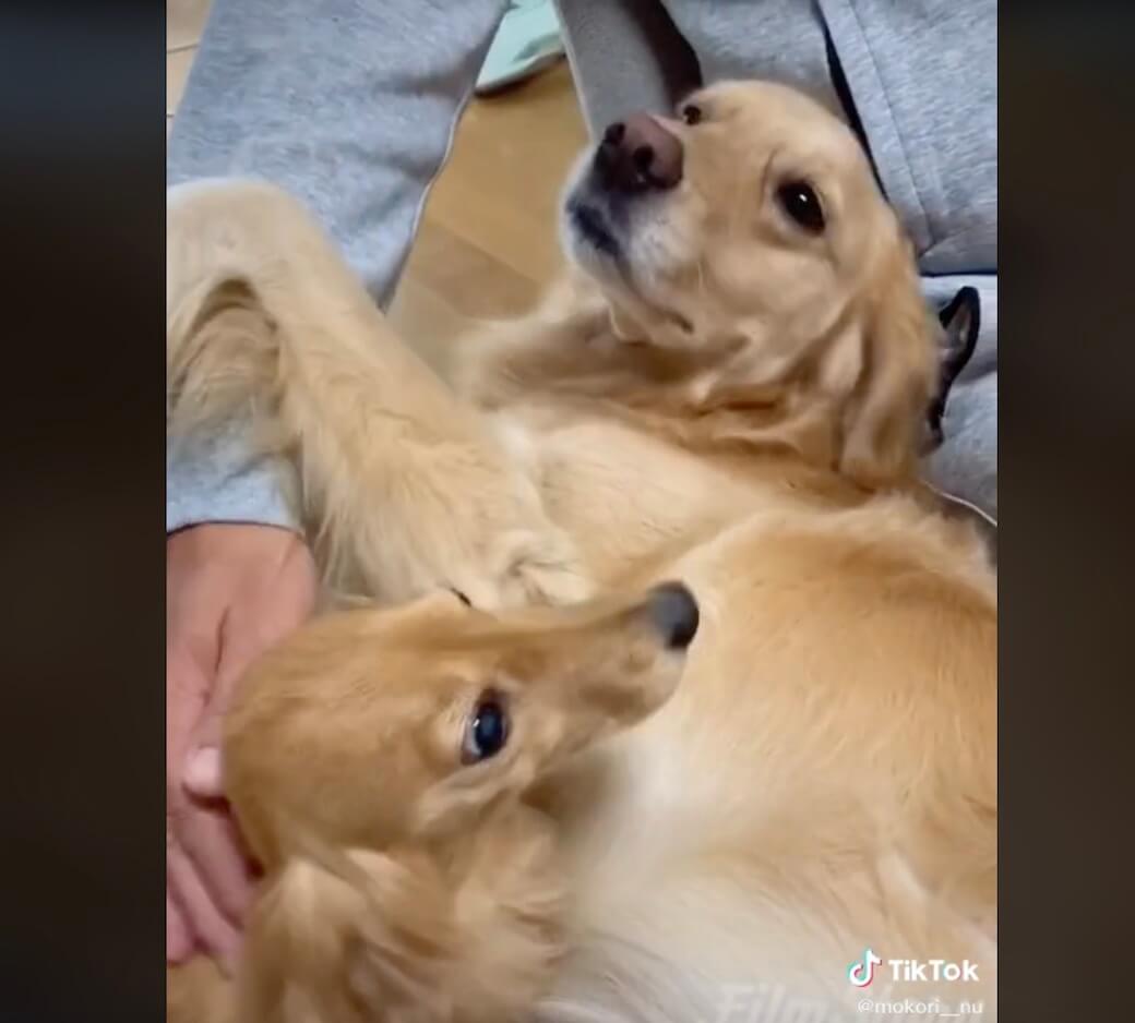 ゴールデンレトリーバー,動画