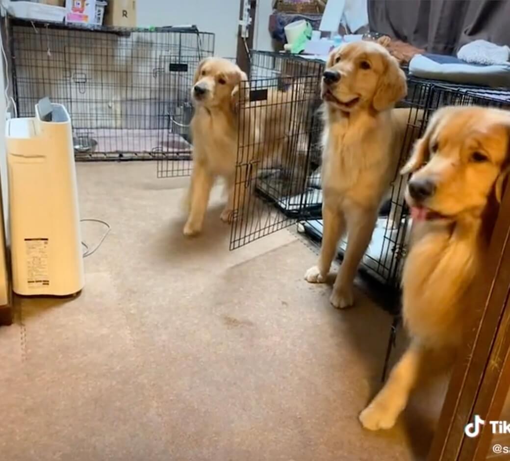 ゴールデンレトリーバー,動画