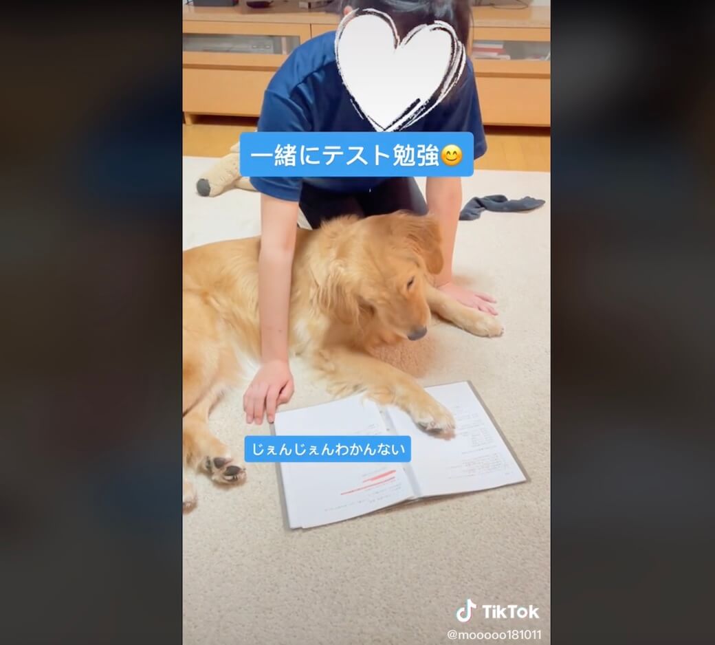 ゴールデンレトリーバー,動画