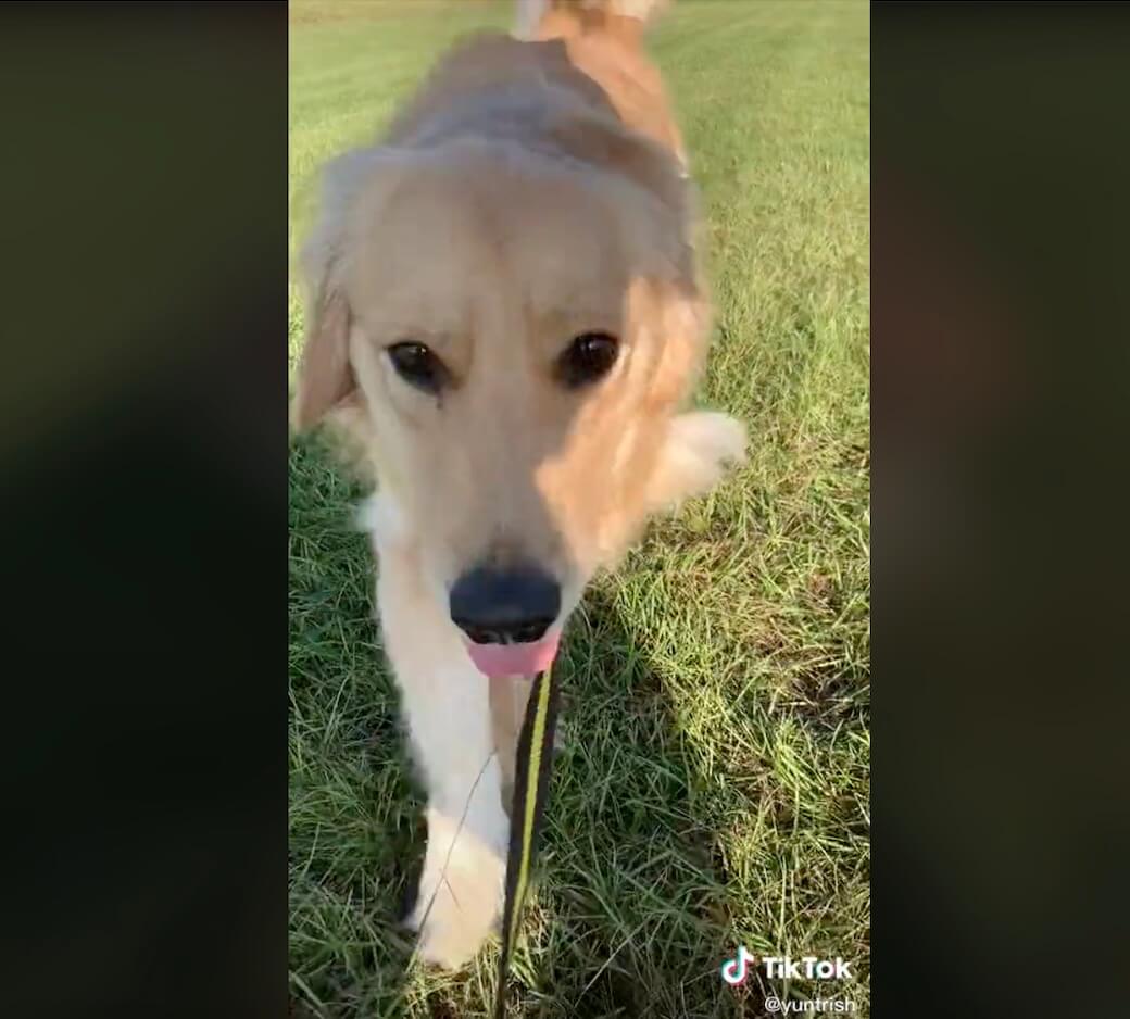 ゴールデンレトリーバー,動画