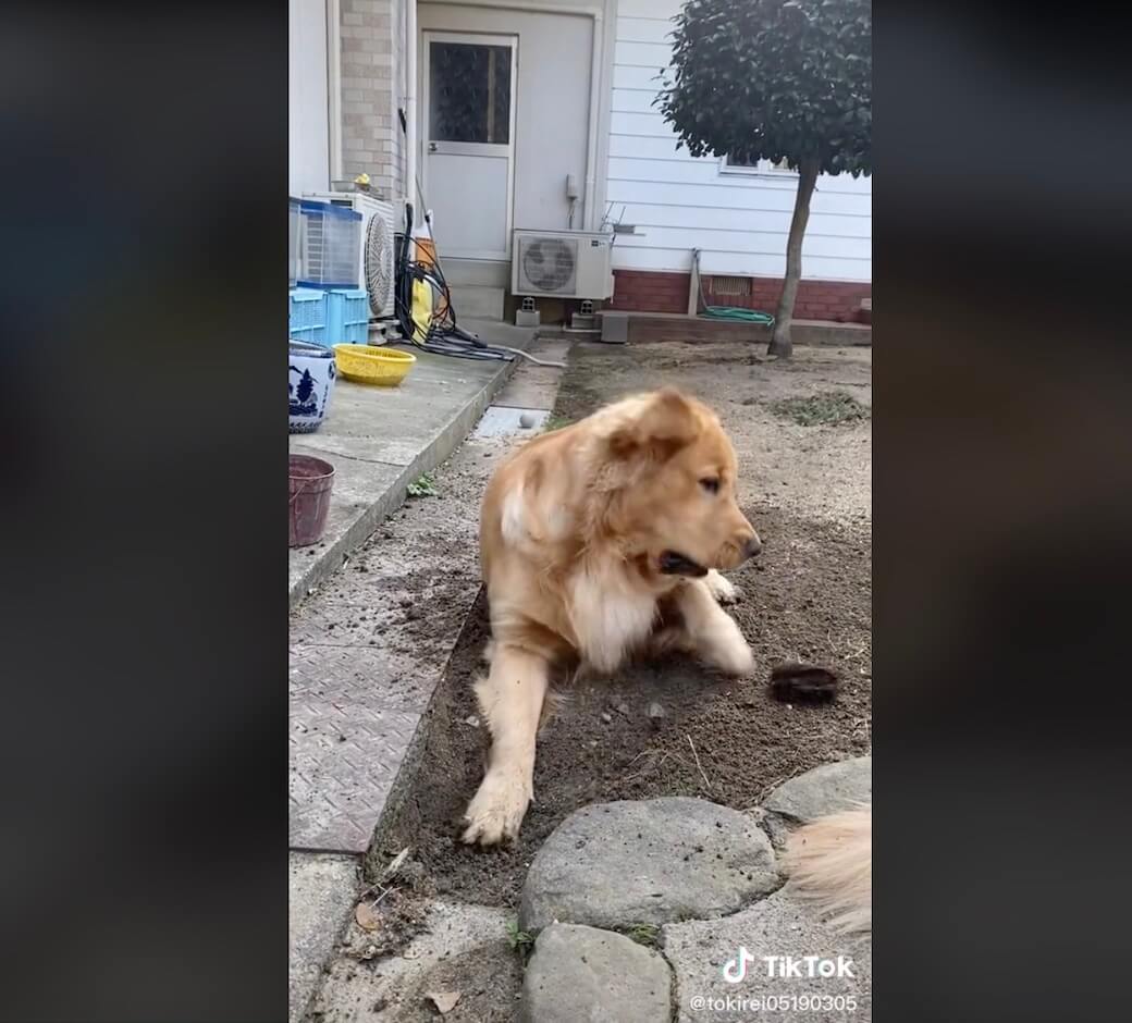ゴールデンレトリーバー,動画