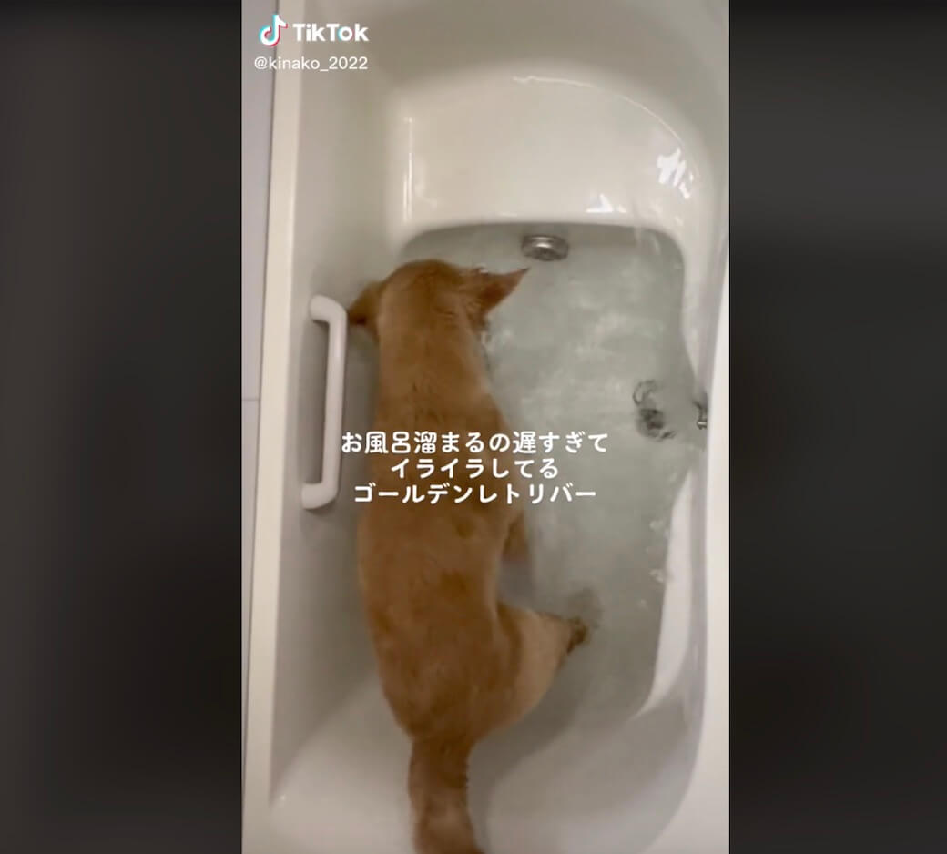 ゴールデンレトリーバー,動画