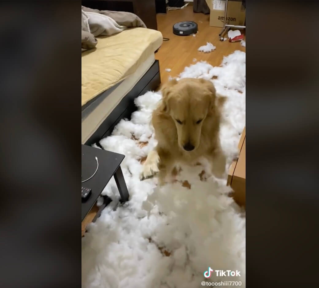 ゴールデンレトリーバー,動画