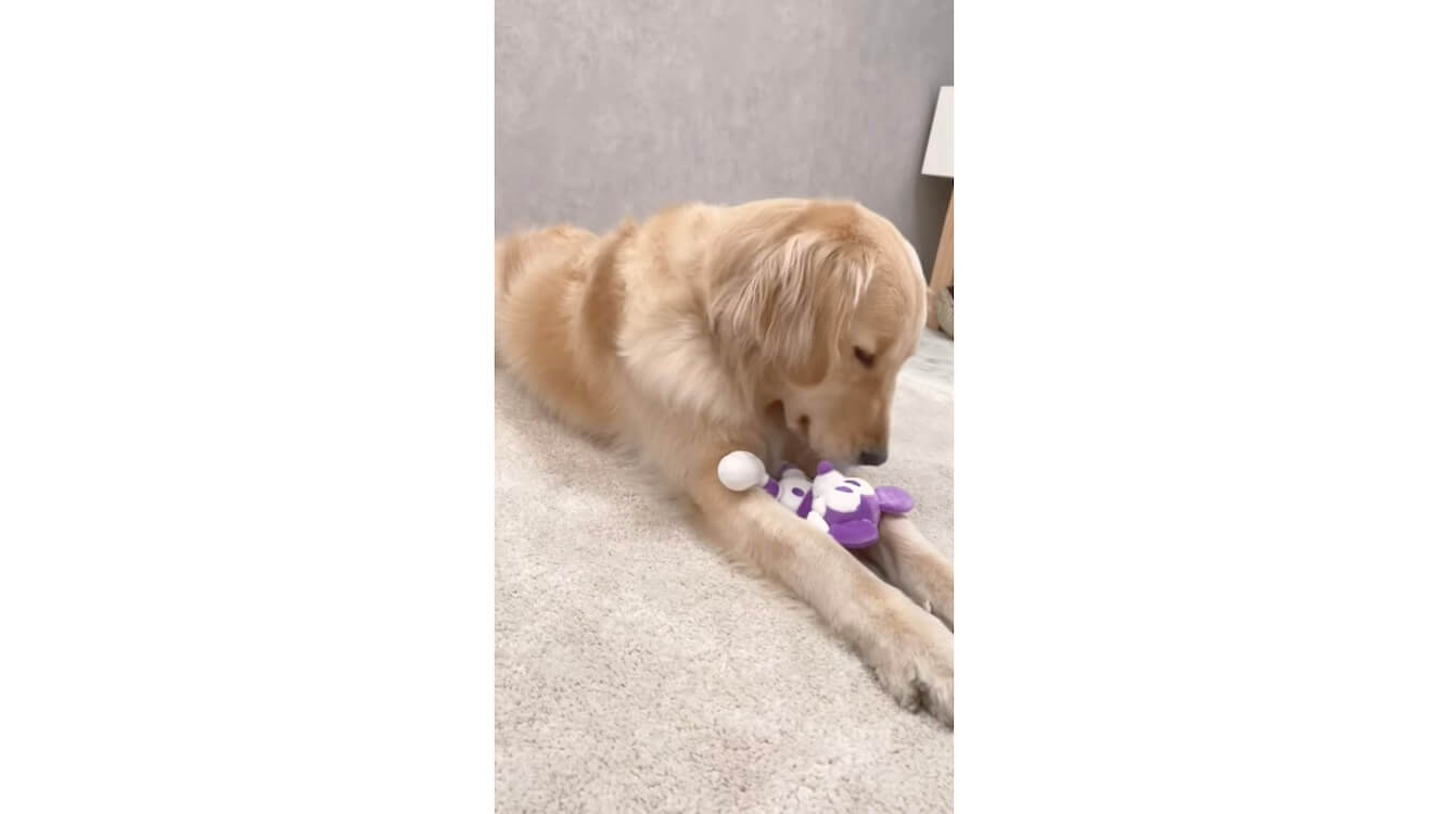 ゴールデンレトリーバー,動画