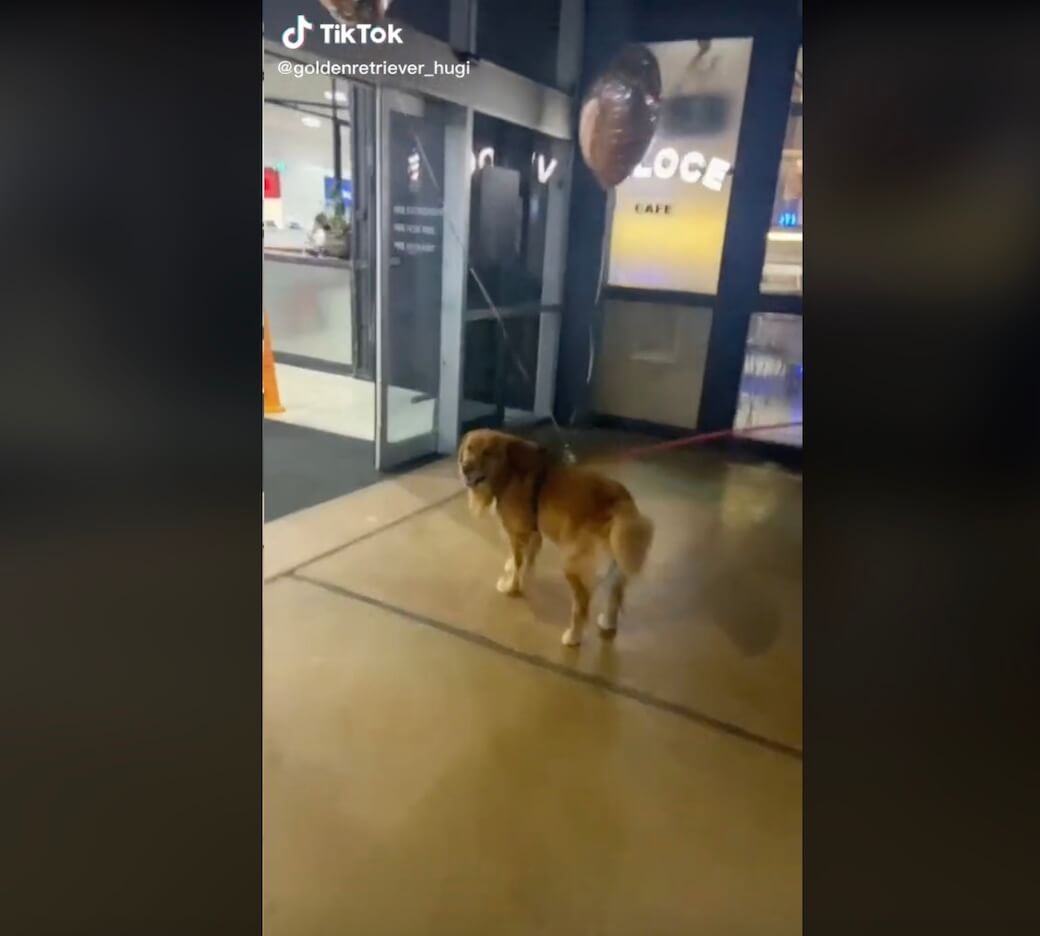 ゴールデンレトリーバー,動画