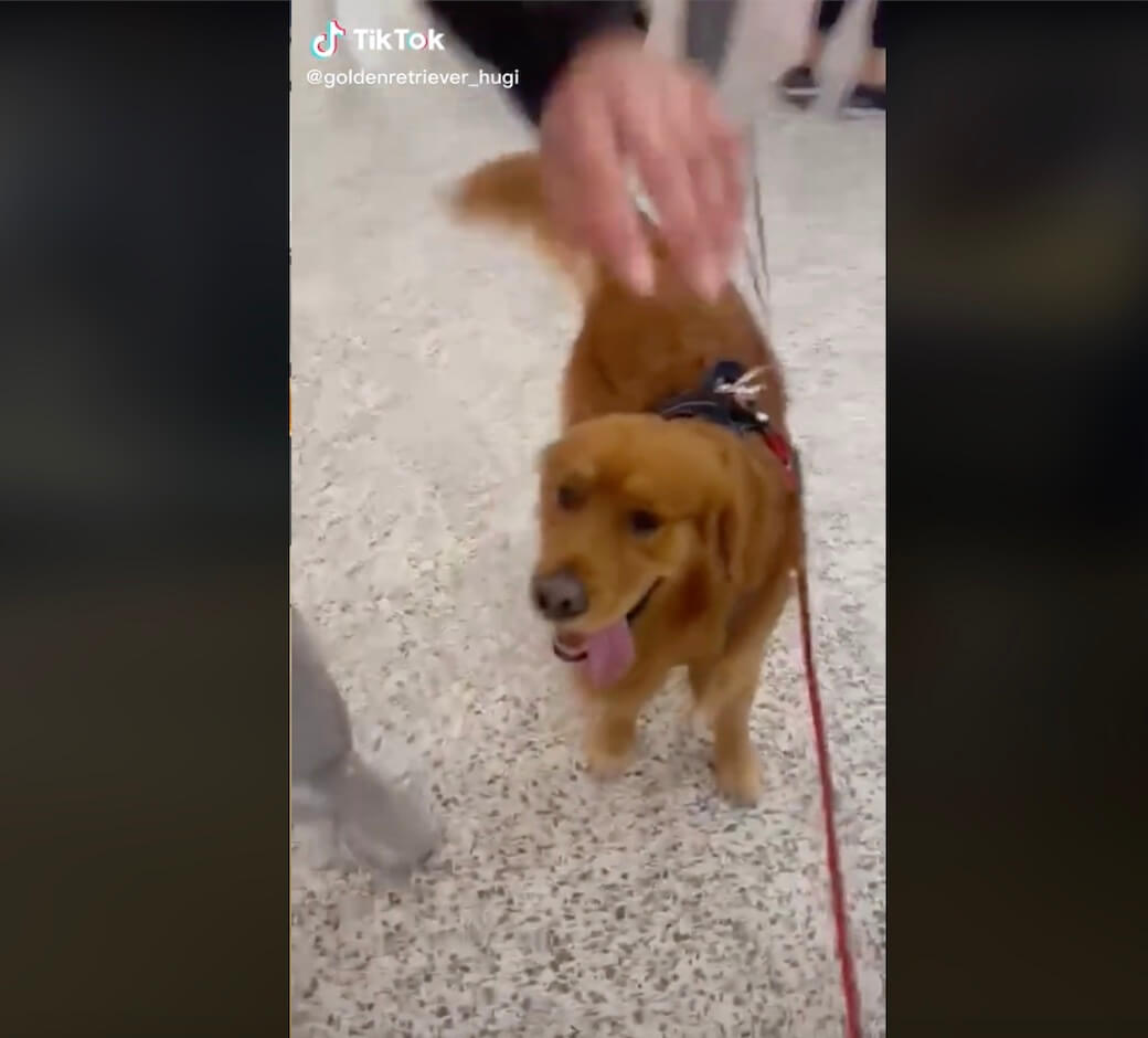 ゴールデンレトリーバー,動画