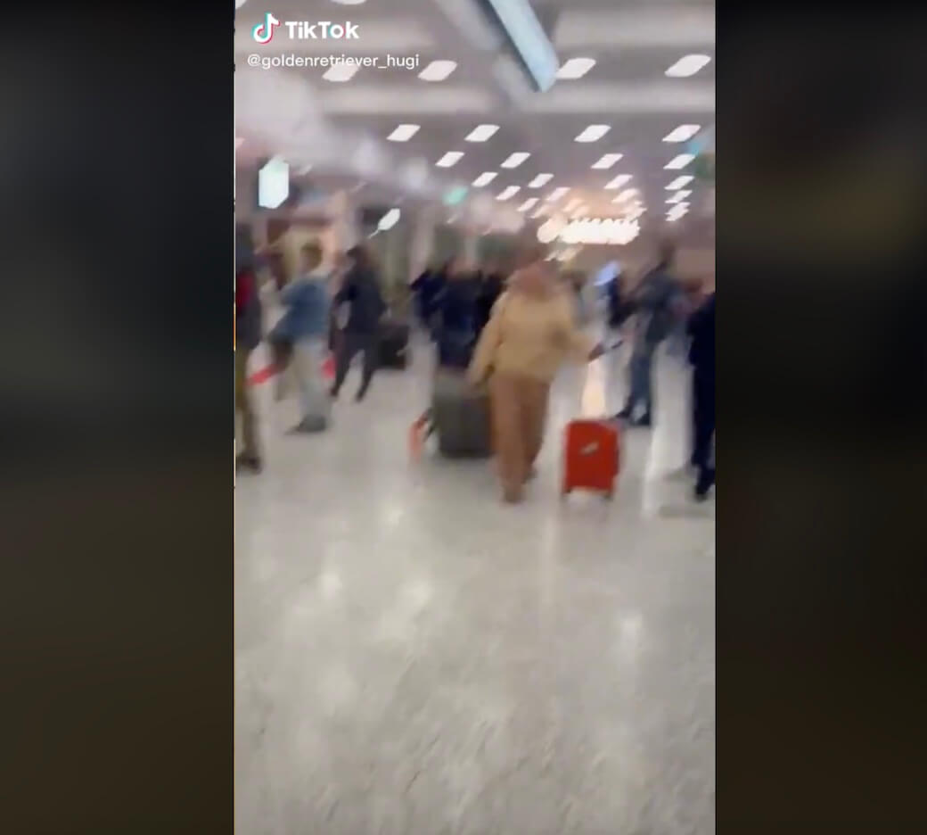 ゴールデンレトリーバー,動画