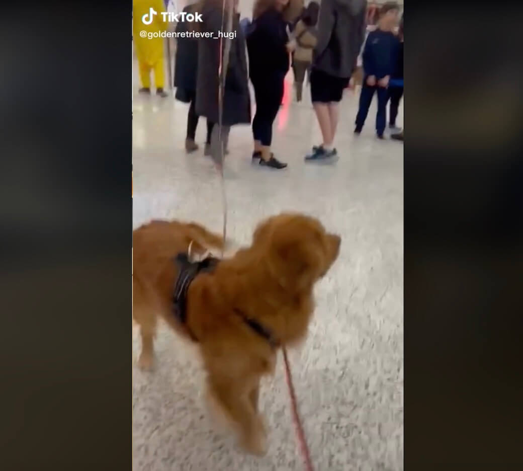 ゴールデンレトリーバー,動画