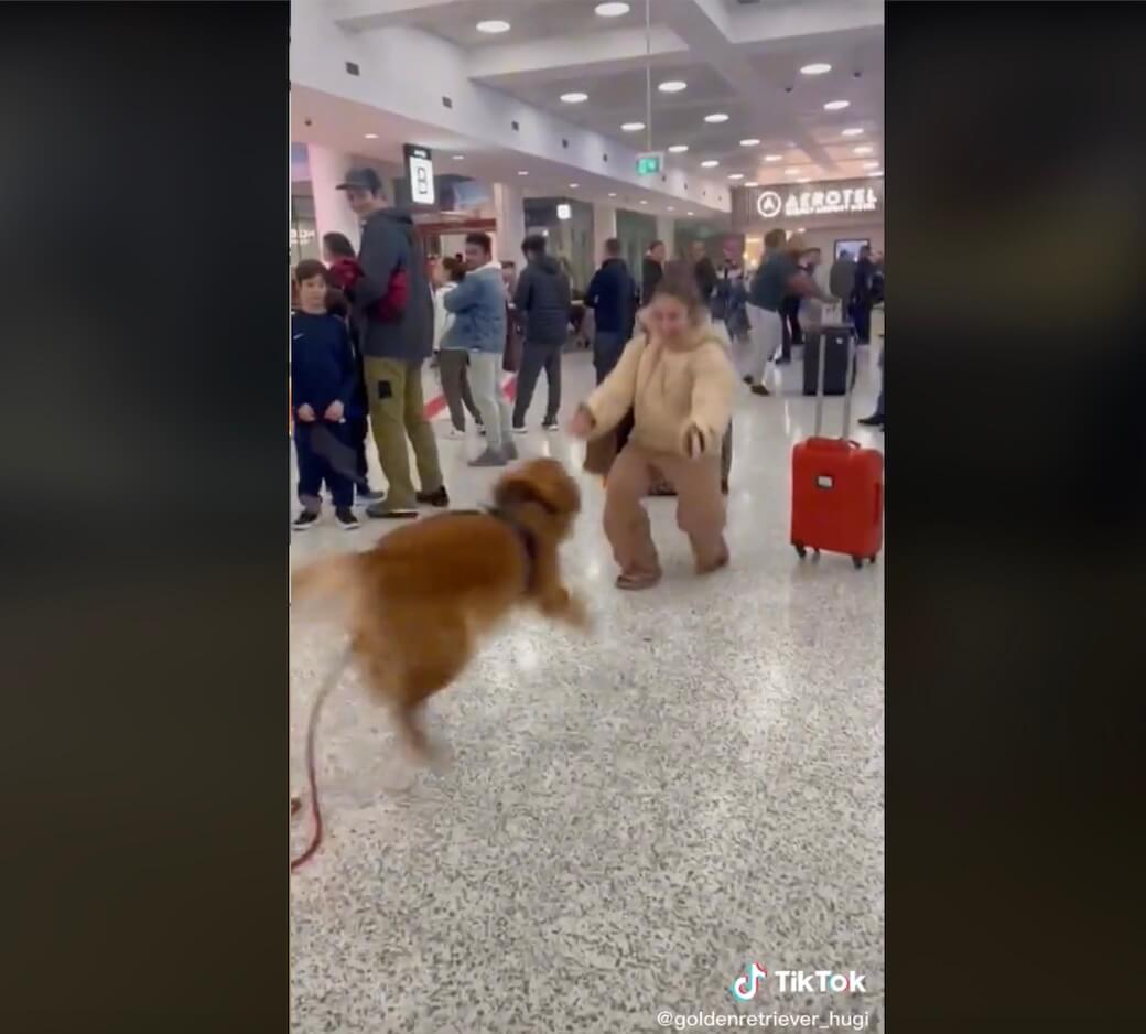 ゴールデンレトリーバー,動画