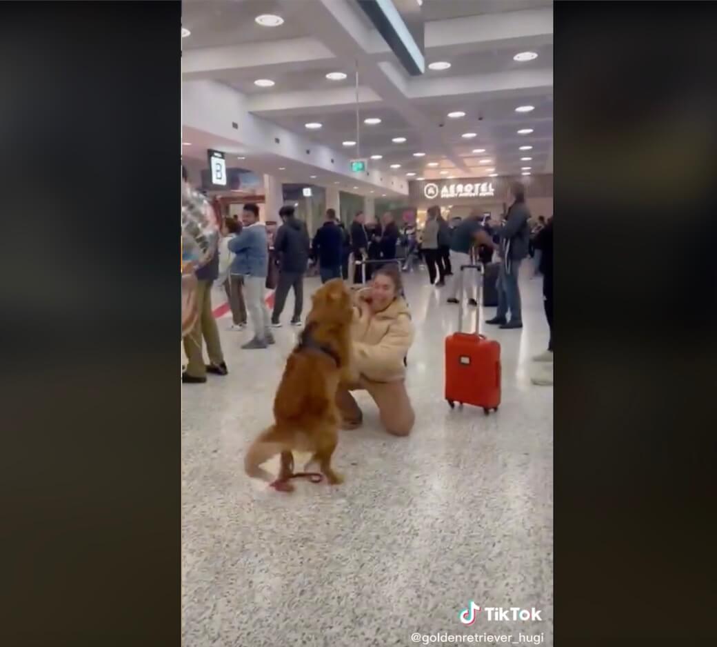 ゴールデンレトリーバー,動画