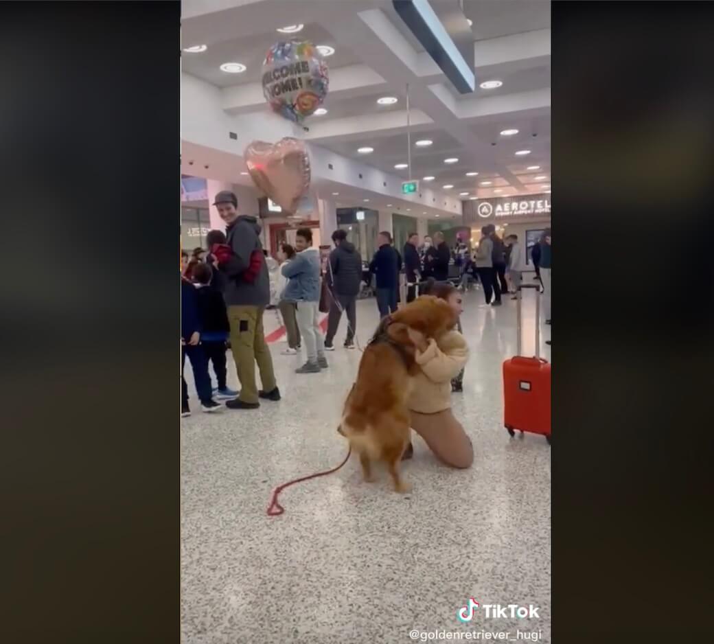 ゴールデンレトリーバー,動画