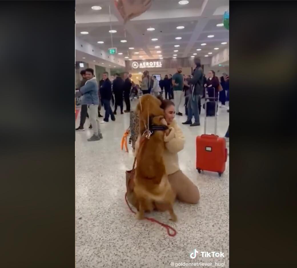 ゴールデンレトリーバー,動画