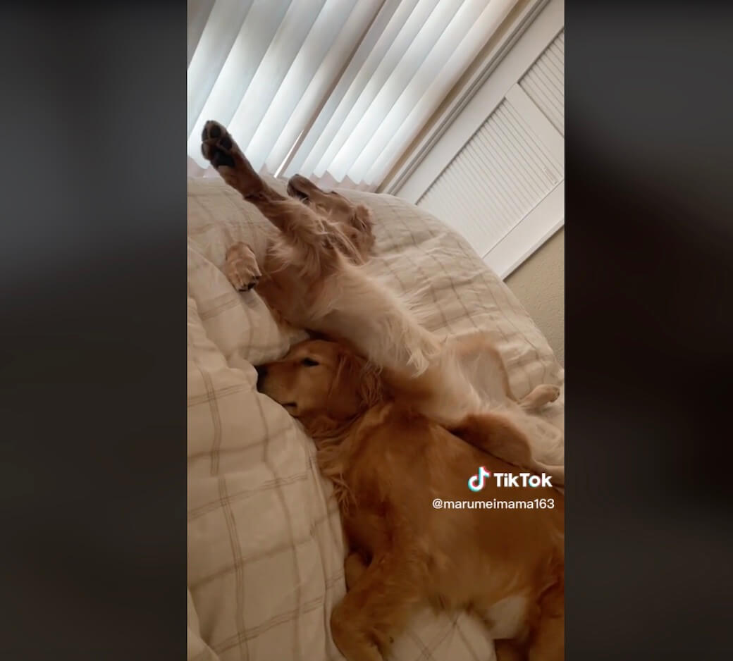 ゴールデンレトリーバー,動画