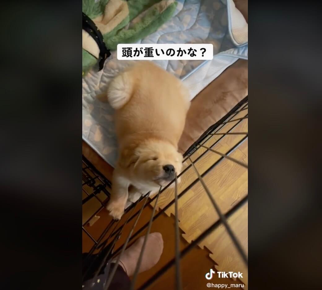 ゴールデンレトリーバー,動画