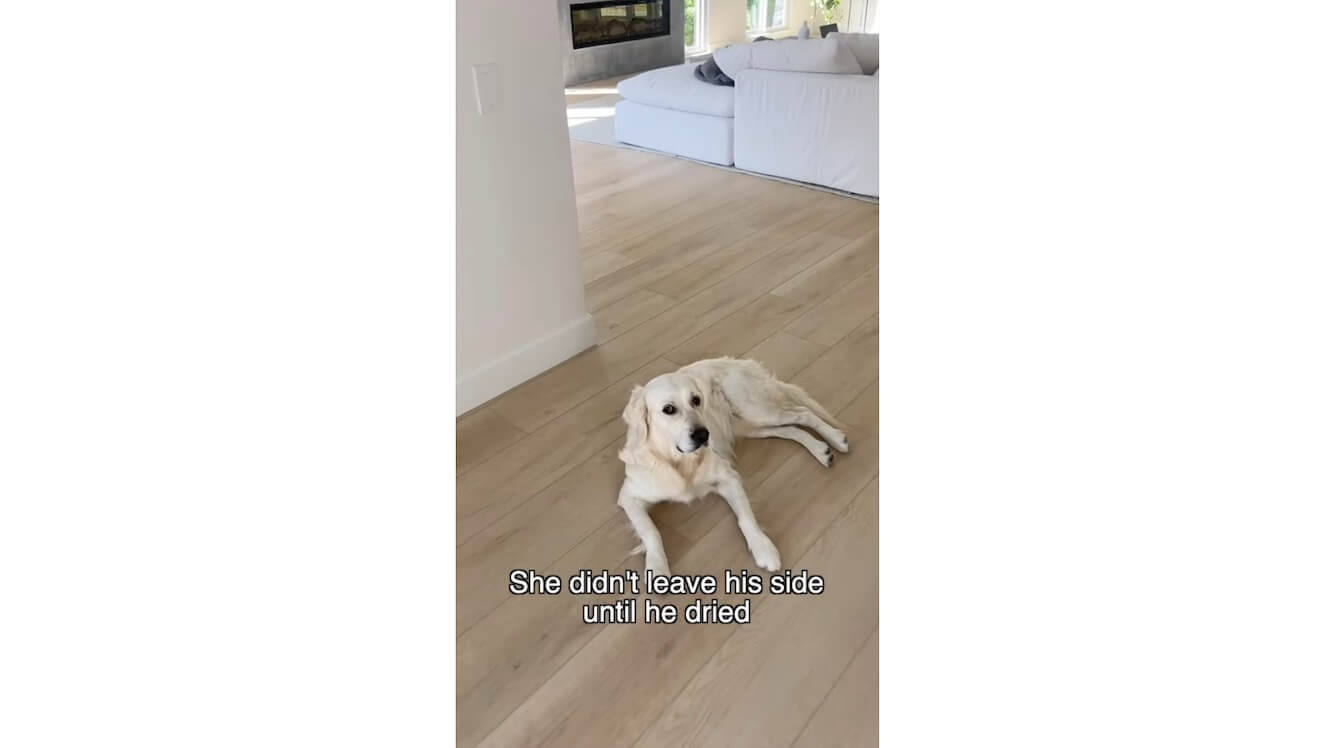 ゴールデンレトリーバー,動画