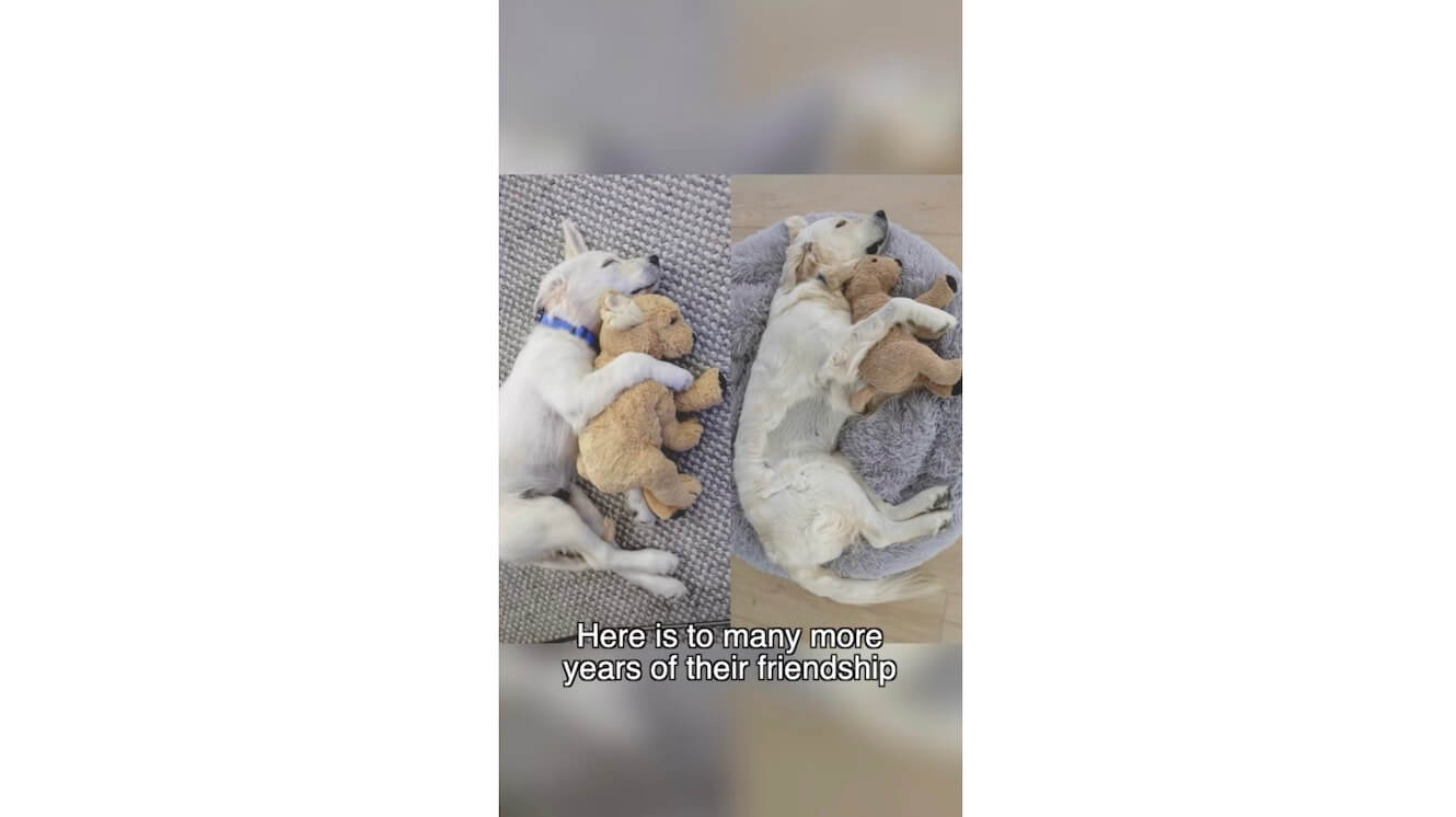 ゴールデンレトリーバー,動画