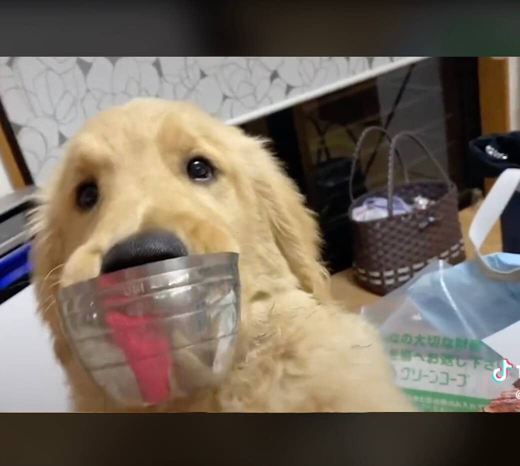 ゴールデンレトリーバー,動画