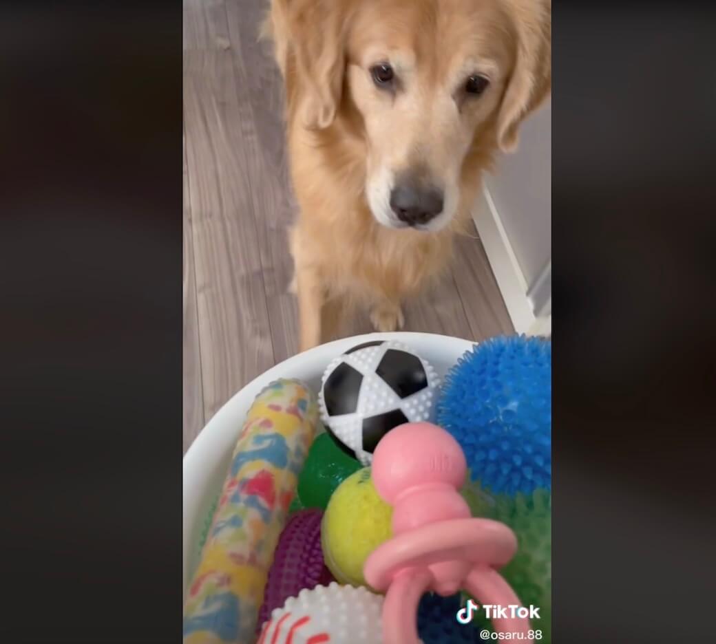 ゴールデンレトリーバー,動画