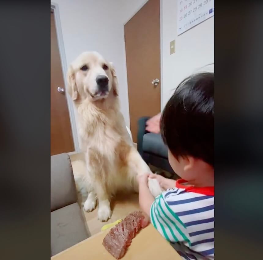 ゴールデンレトリーバー,動画