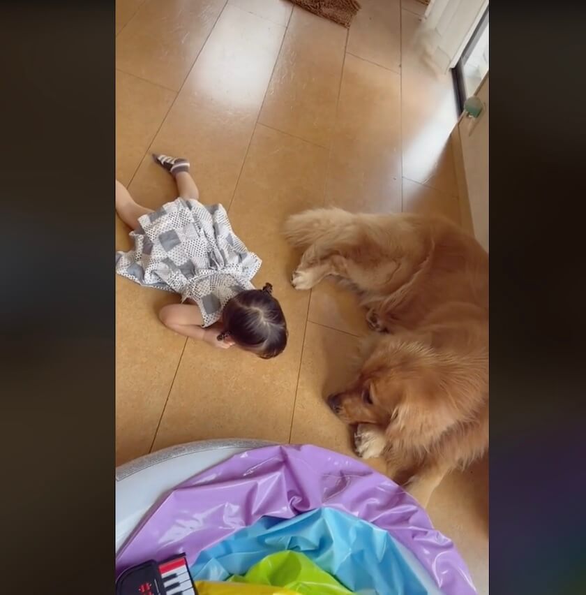 ゴールデンレトリーバー,動画