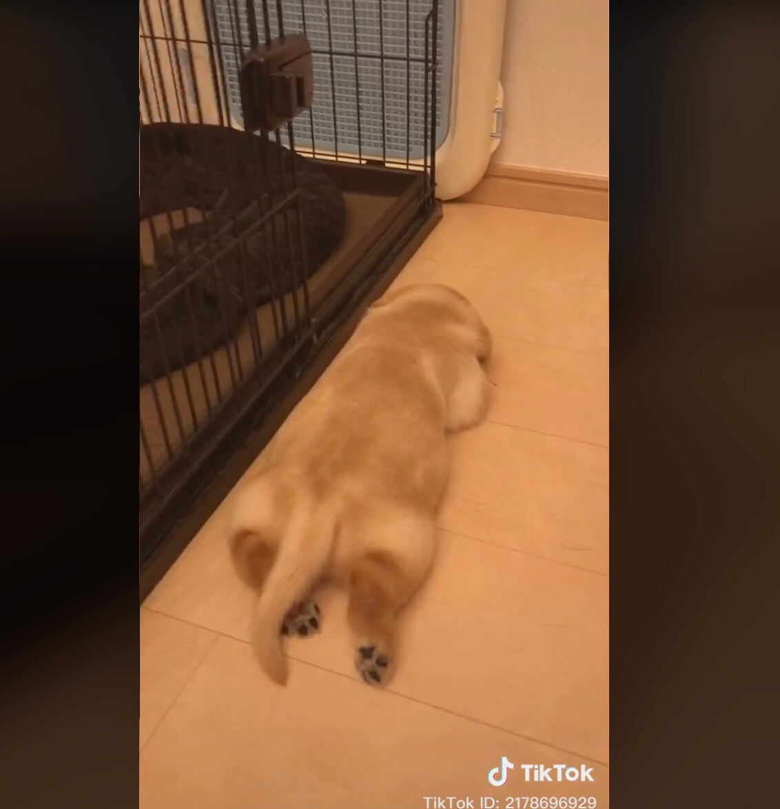 ラブラドールレトリーバー,動画