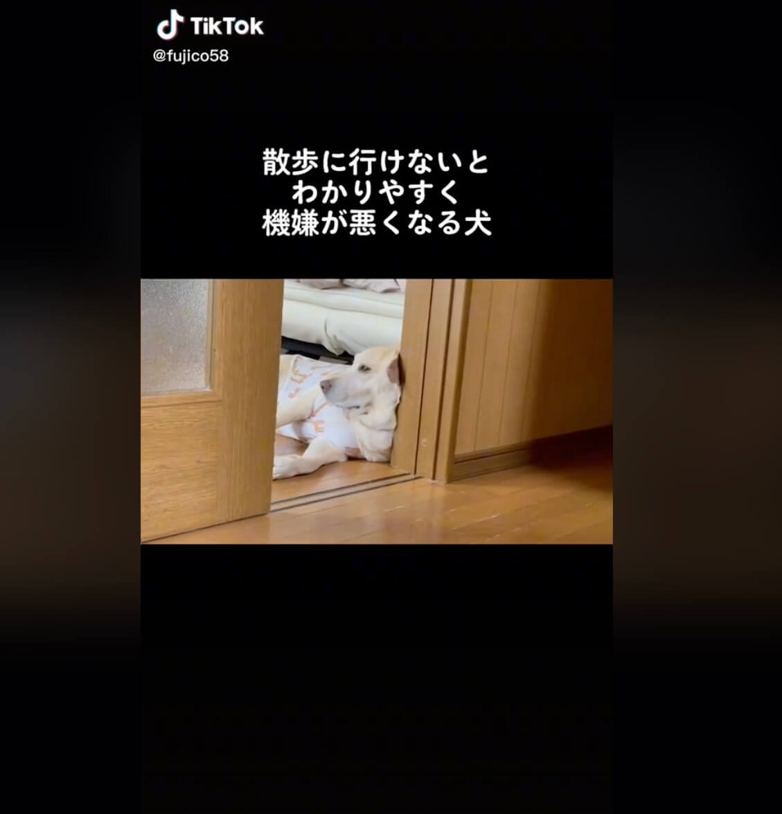 ラブラドールレトリーバー,動画