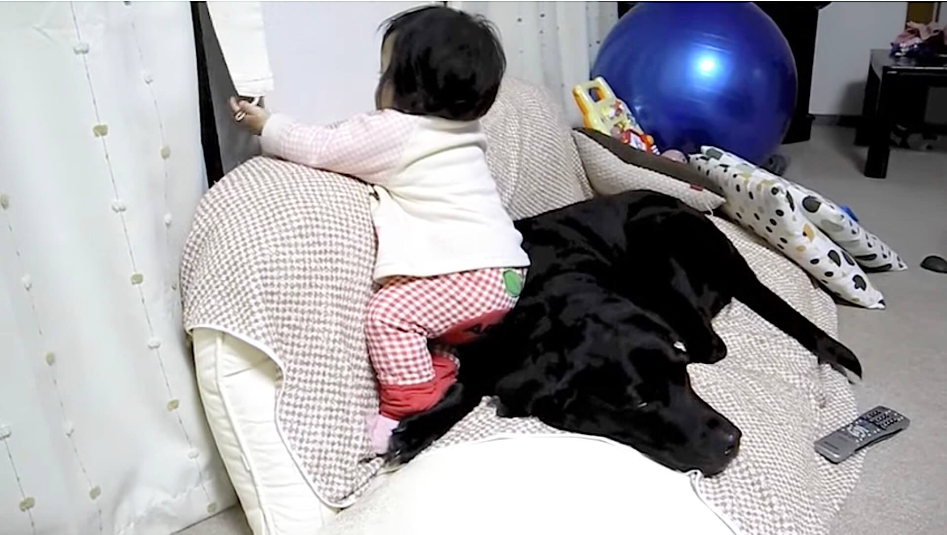 ラブラドールレトリーバー,動画