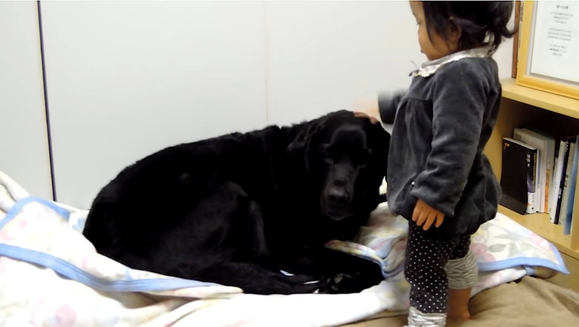 ラブラドールレトリーバー,動画