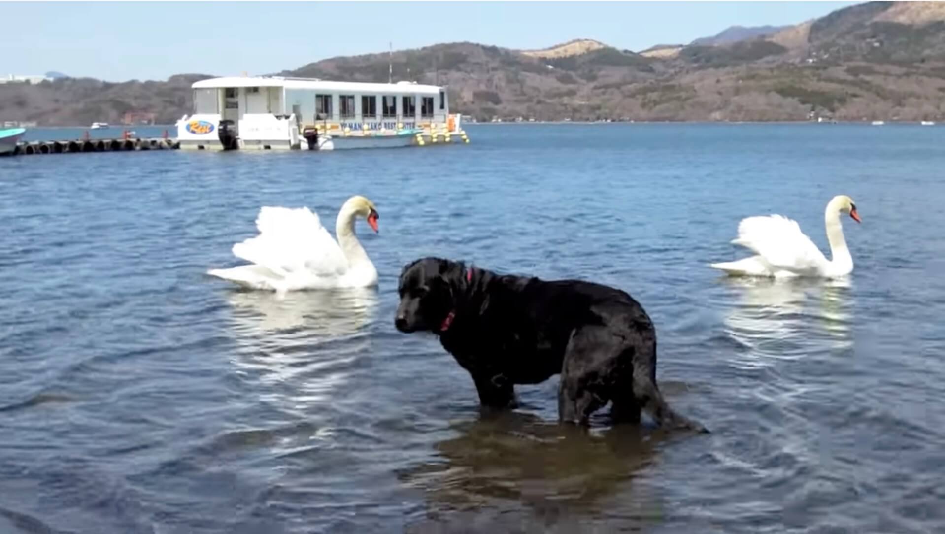 ラブラドールレトリーバー,動画