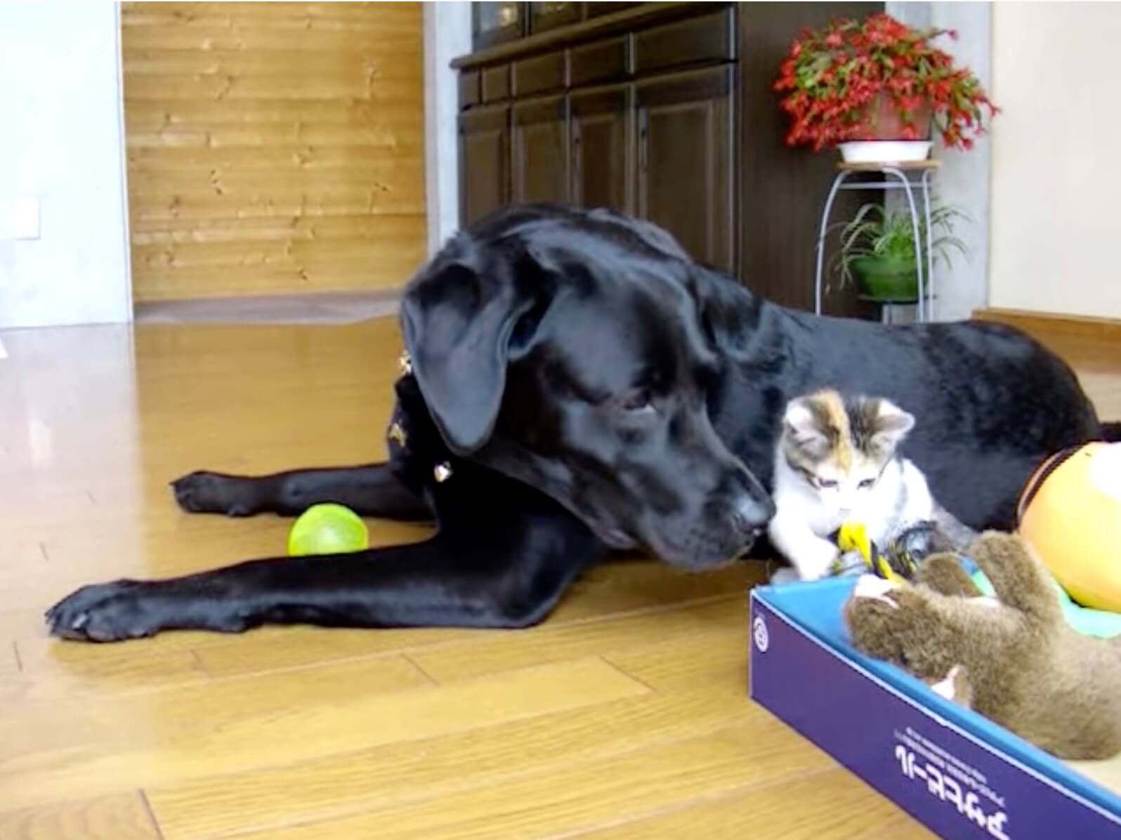 ラブラドールレトリーバー,動画