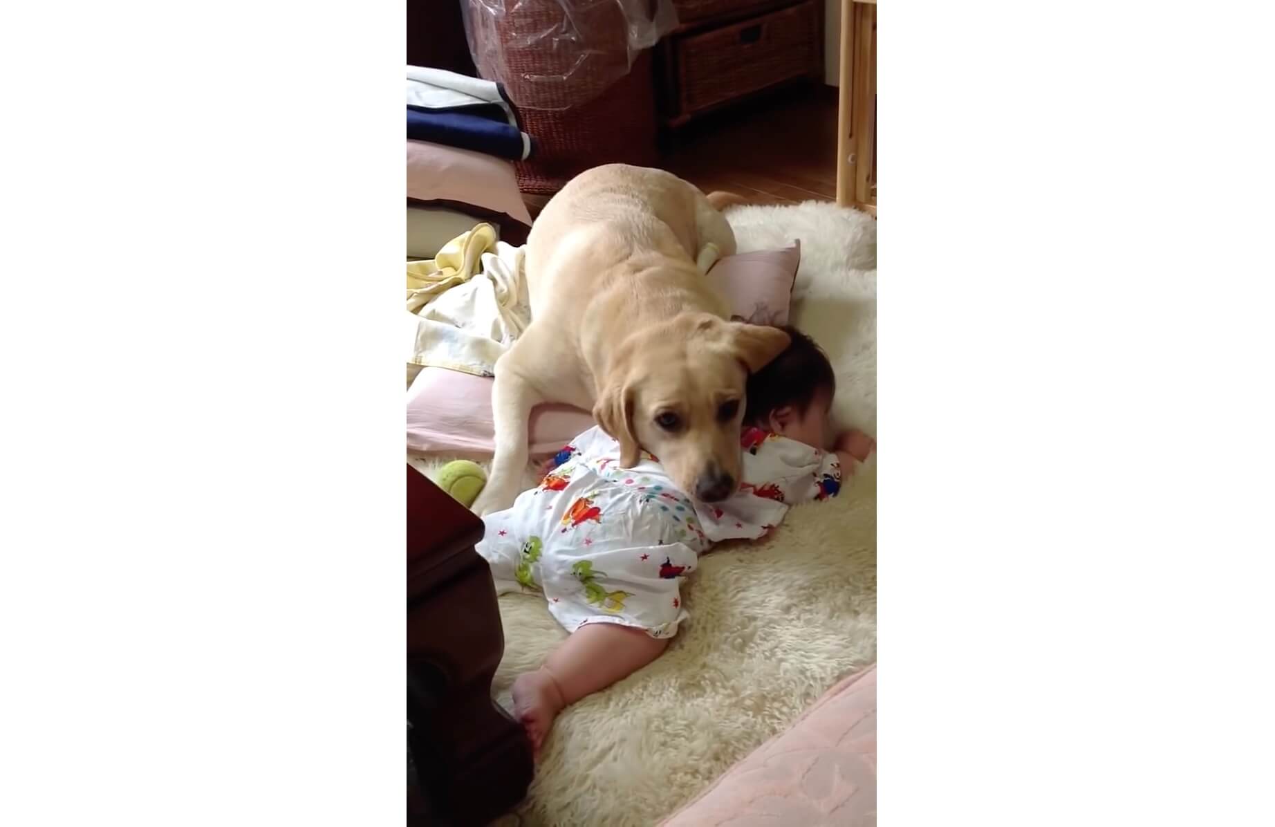 ラブラドールレトリーバー,動画