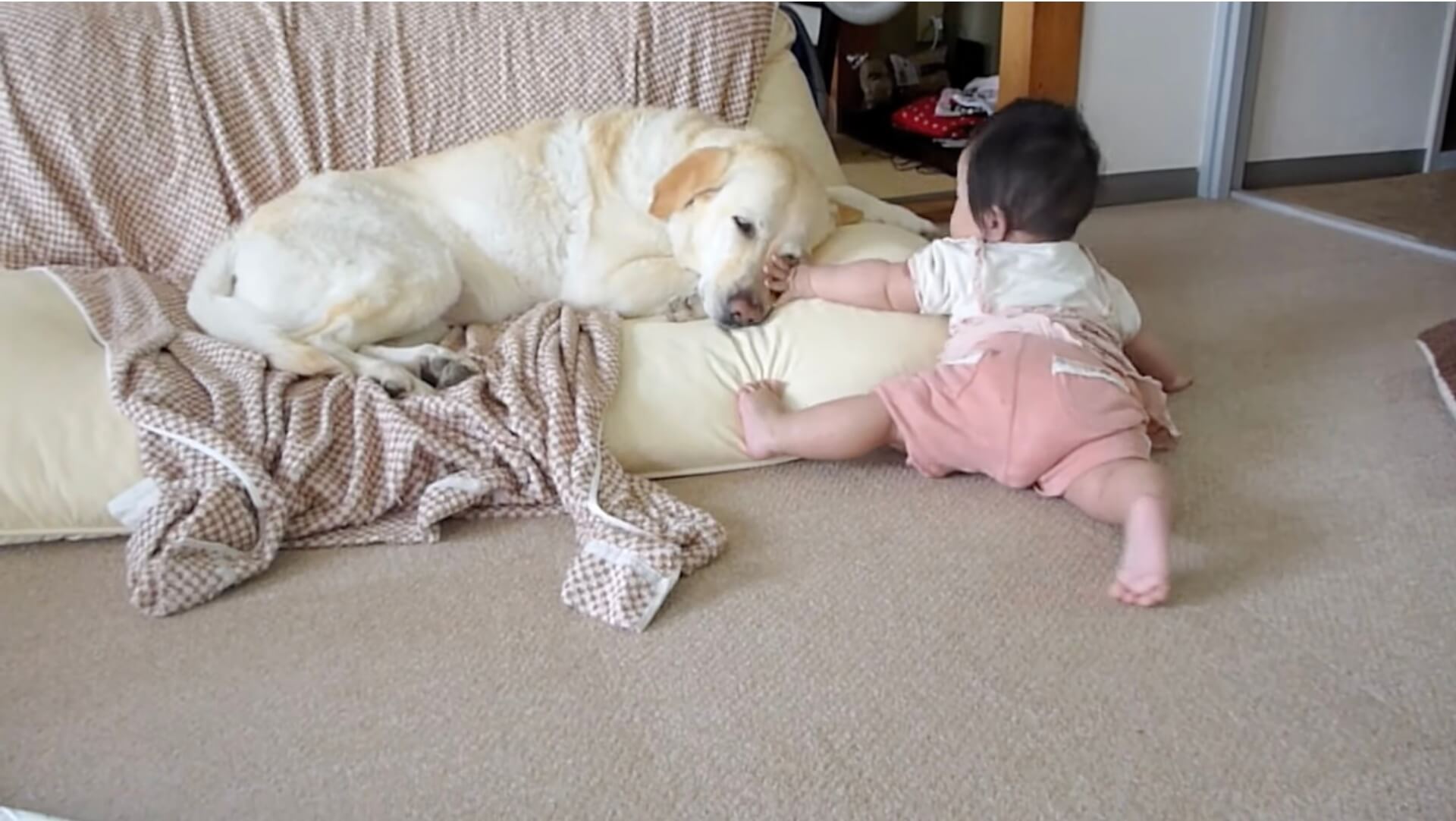 ラブラドールレトリーバー,動画