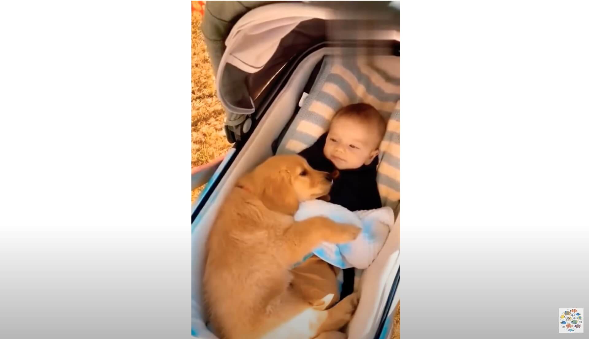 ゴールデンレトリーバー,動画