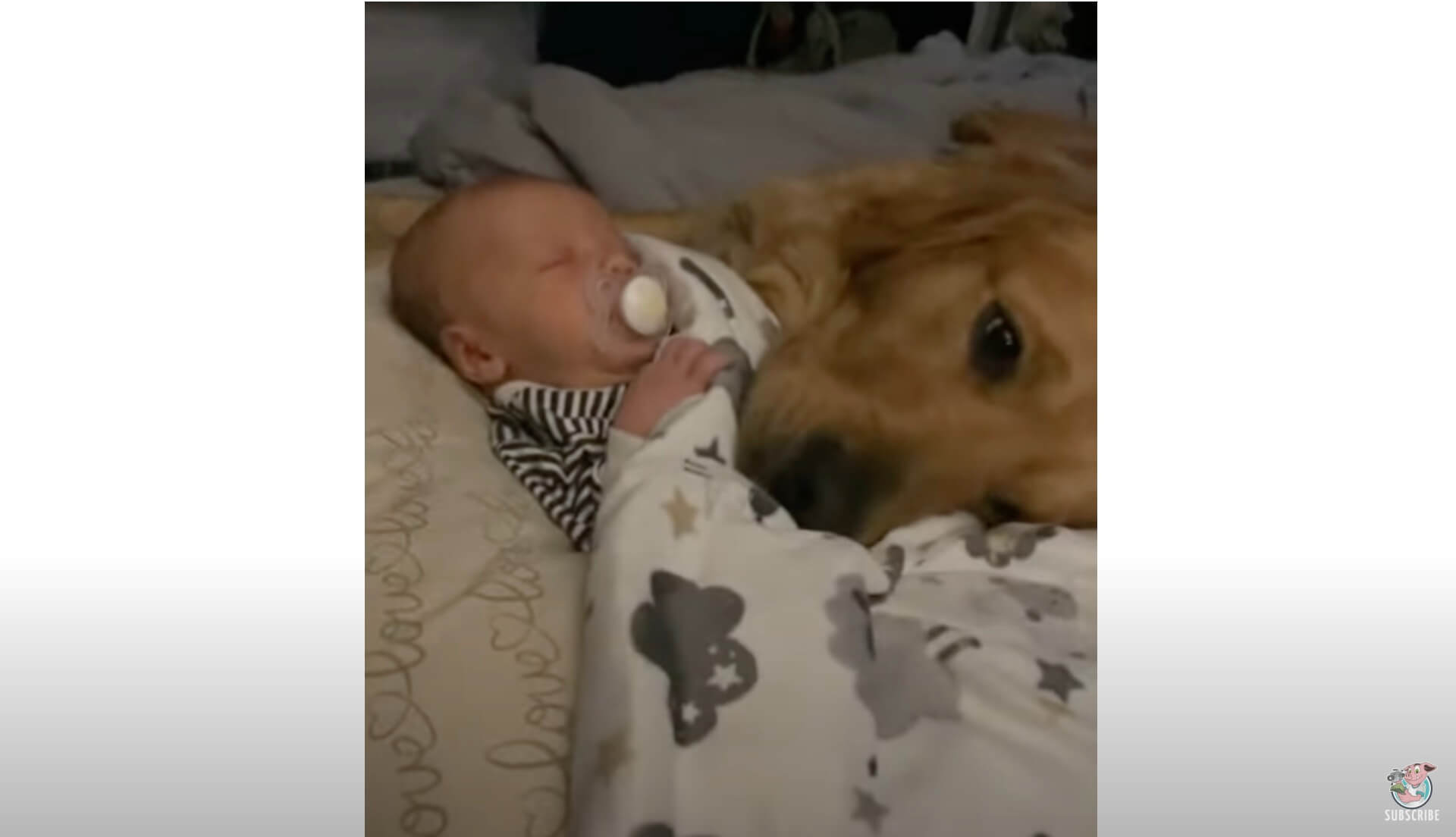 ゴールデンレトリーバー,動画