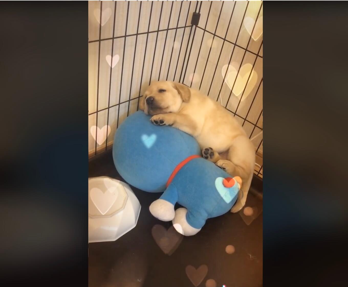 ゴールデンレトリーバー,動画