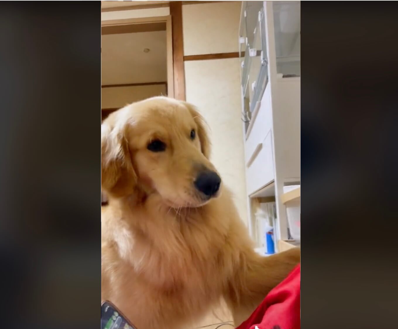 ゴールデンレトリーバー,動画