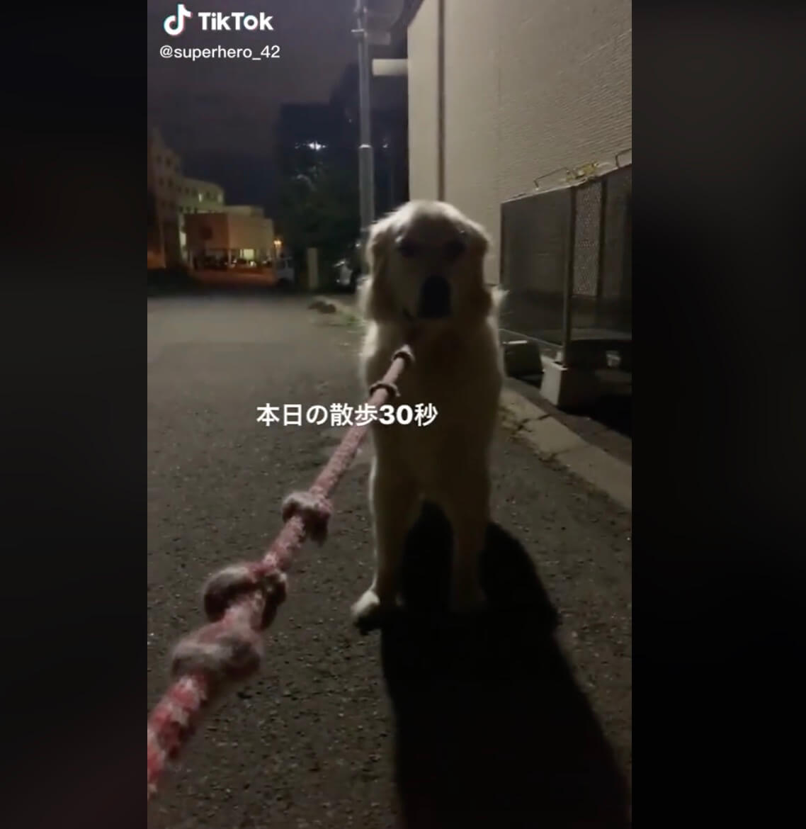 ゴールデンレトリーバー,動画