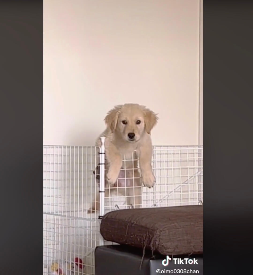 ゴールデンレトリーバー,動画