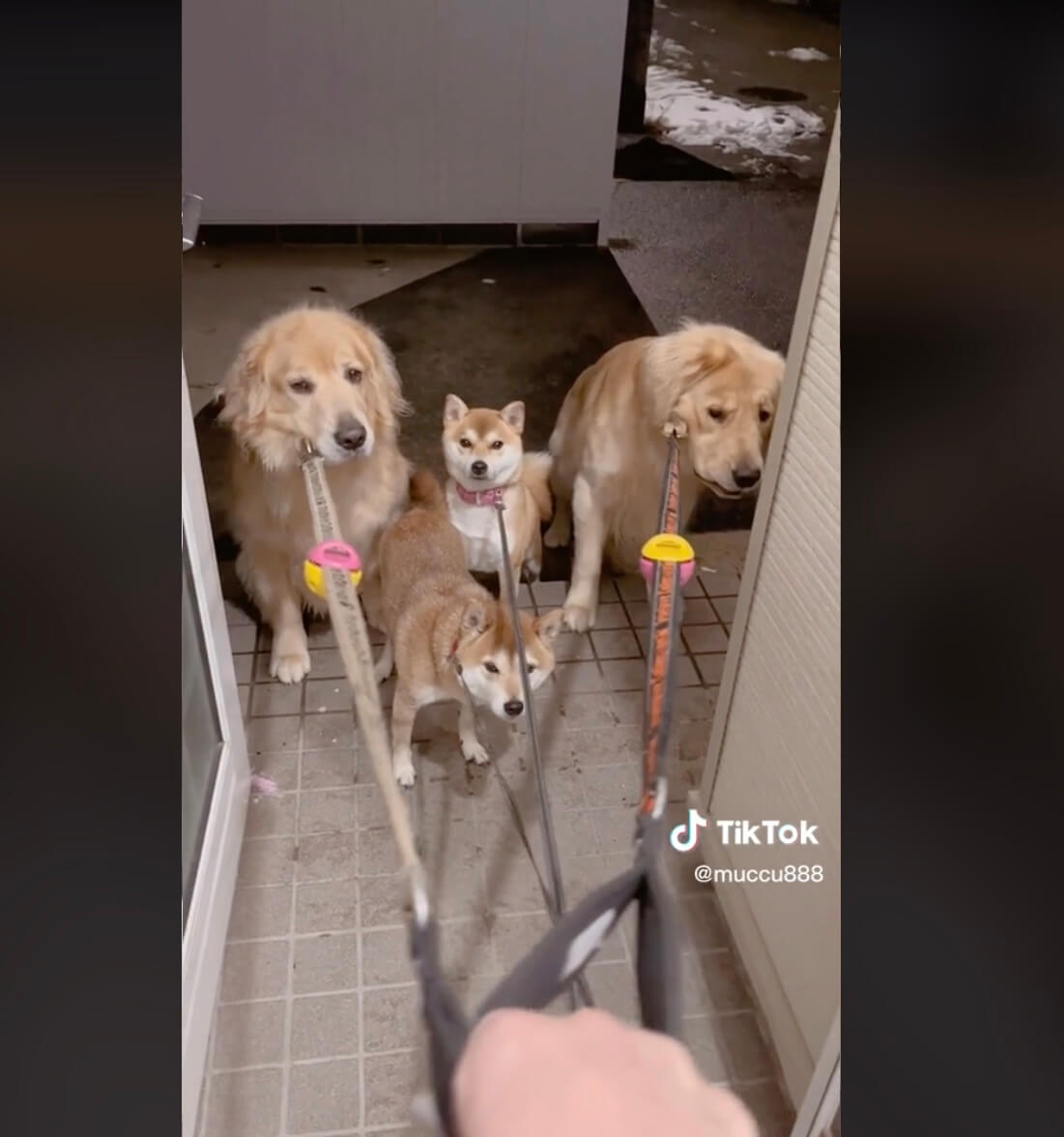 ゴールデンレトリーバー,動画